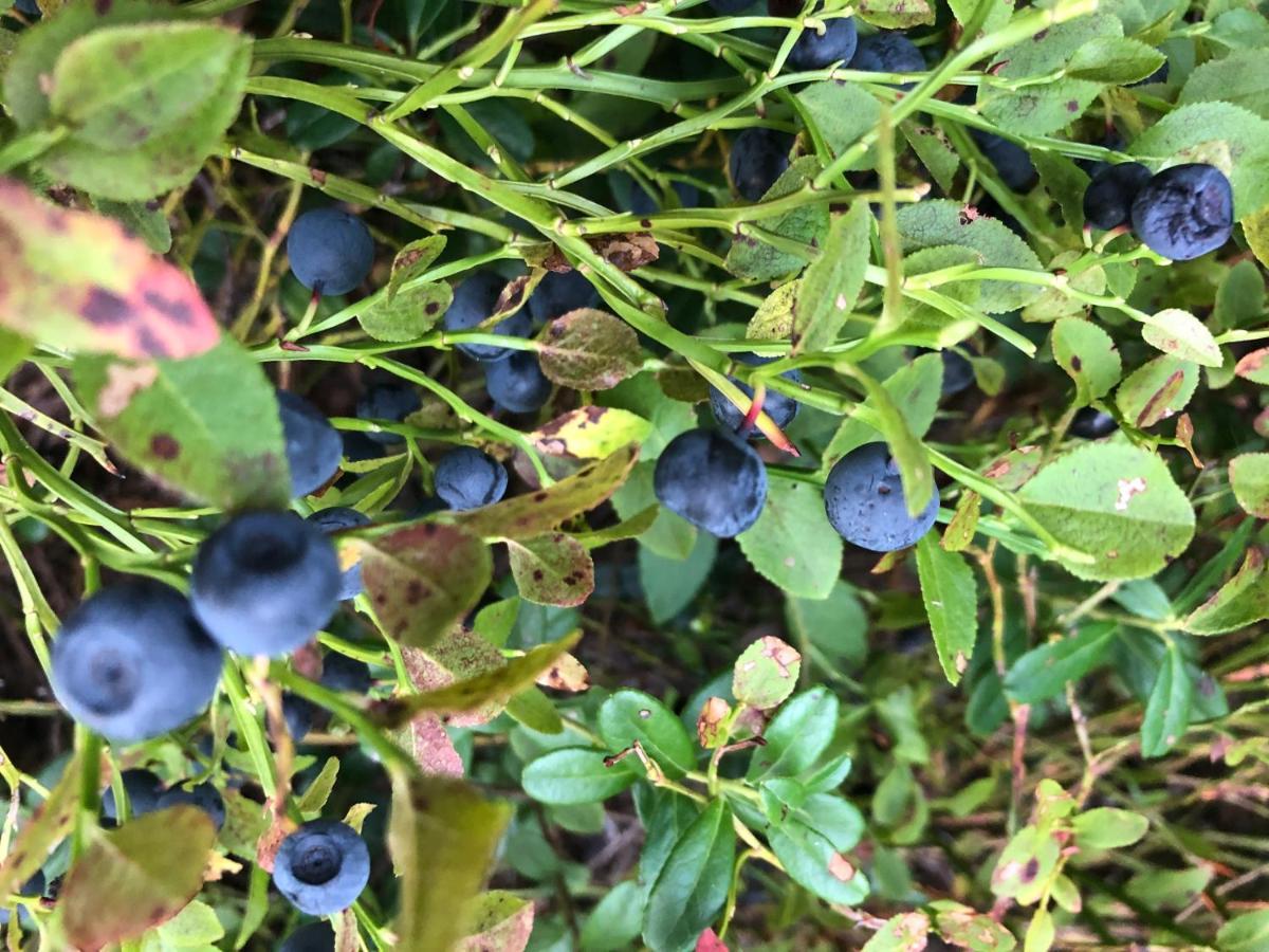 Noarootsi Veela Metsamajaヴィラ エクステリア 写真